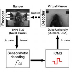 Vieira_ScientificRep_Figure-8_web